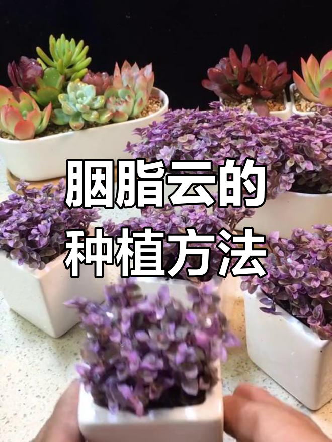 胭脂云:紫色系多肉植物养护技巧