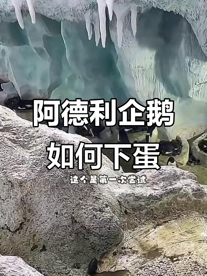 阿德利企鹅下蛋前的奇妙准备,翅膀不停扇动保持平衡