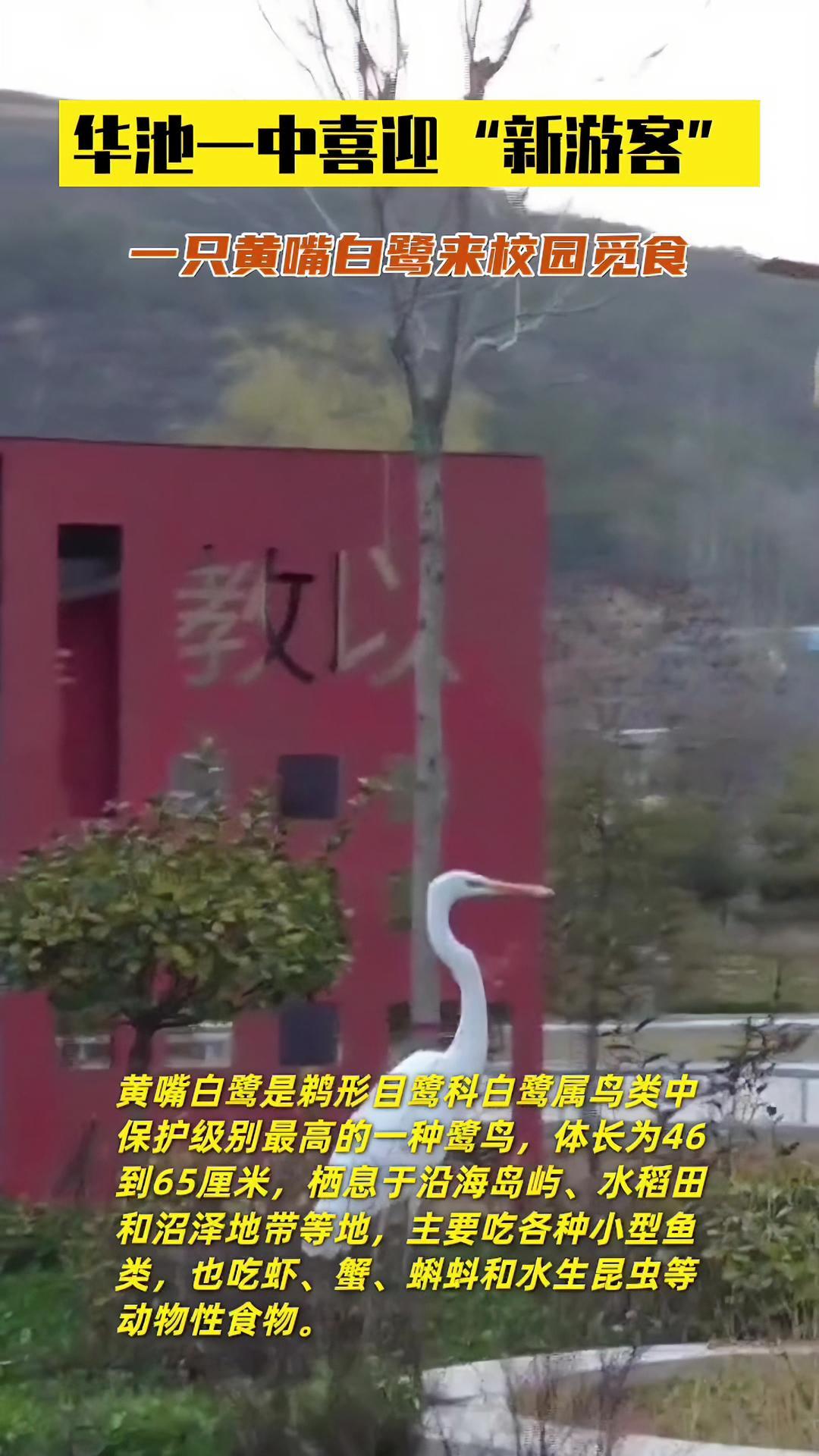 “两只黄鹂鸣翠柳,一行白鹭上青天。”中的“白鹭”就是黄嘴白鹭,没想到在庆阳华池也能遇见白鹭