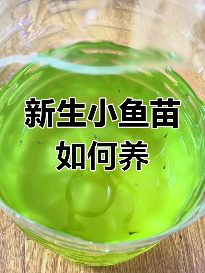 孔雀鱼幼崽饲养全攻略