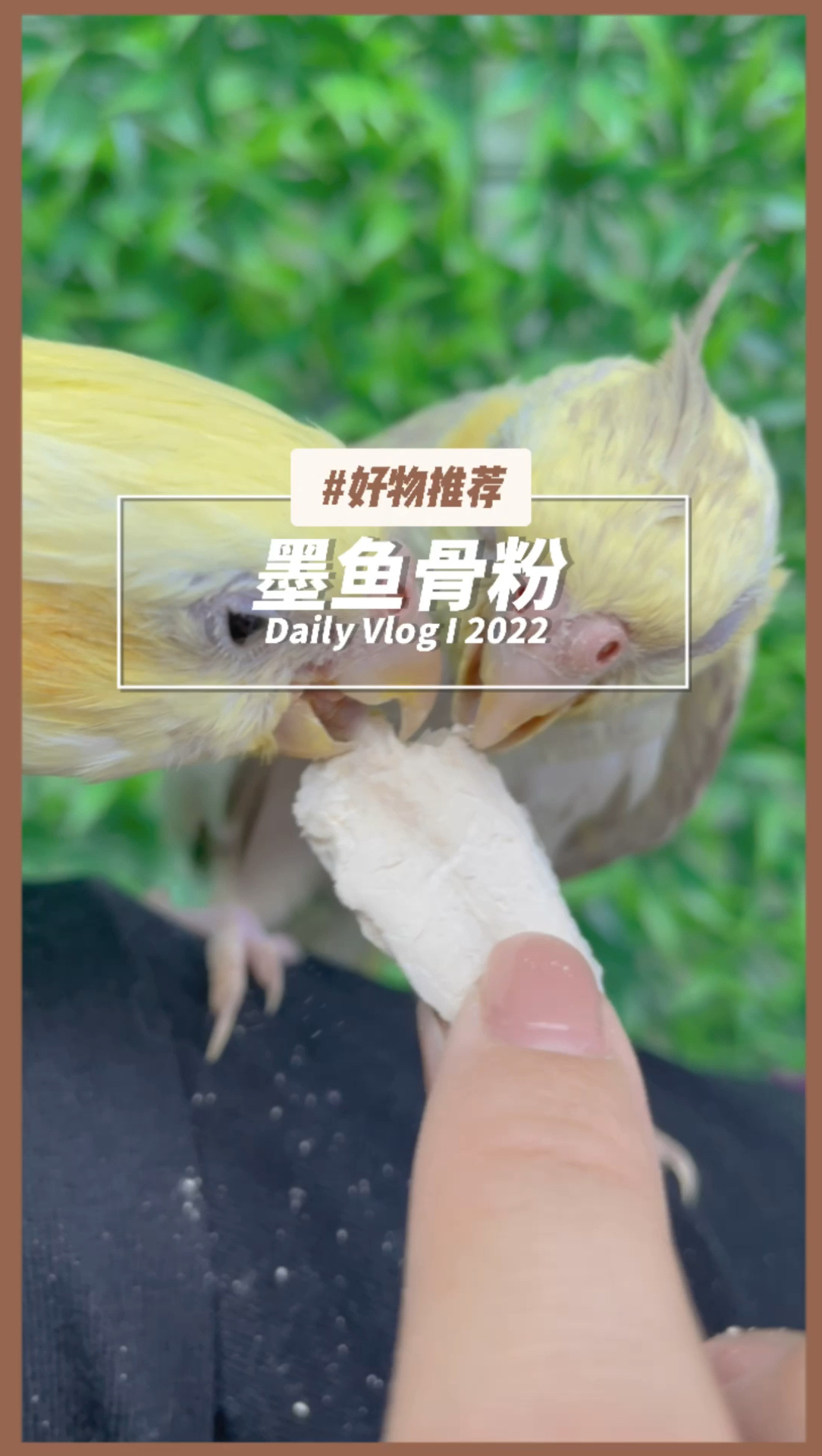 墨鱼骨粉知道吗