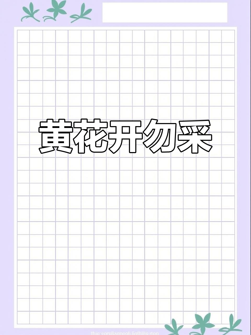 6月11日马英菜黄花盛开,铲除待明年