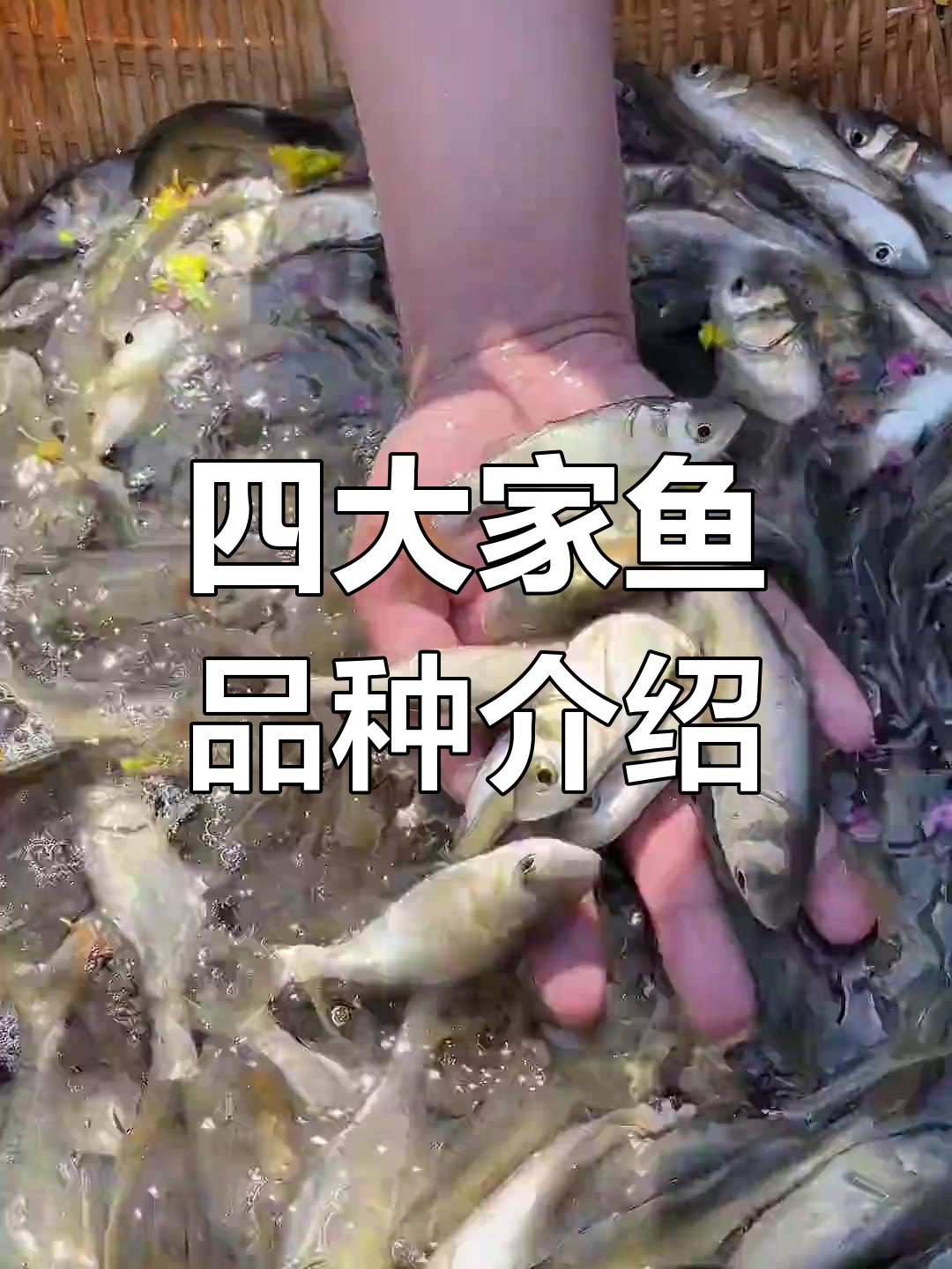 四大家鱼养殖推荐:草鱼、白鲢、五号鲫与花鲢全解析