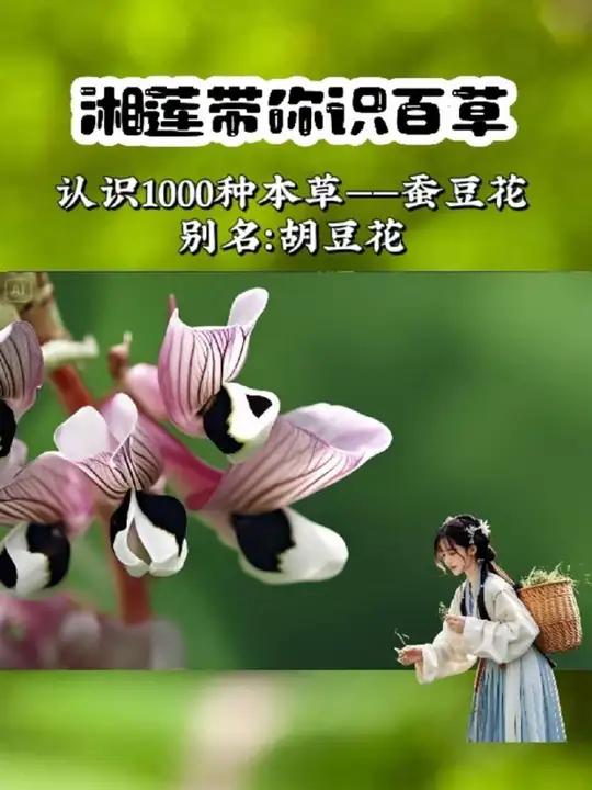 春风吹,野花俏,蚕豆花儿凑热闹!一起来认识一下这个蚕豆花吧!