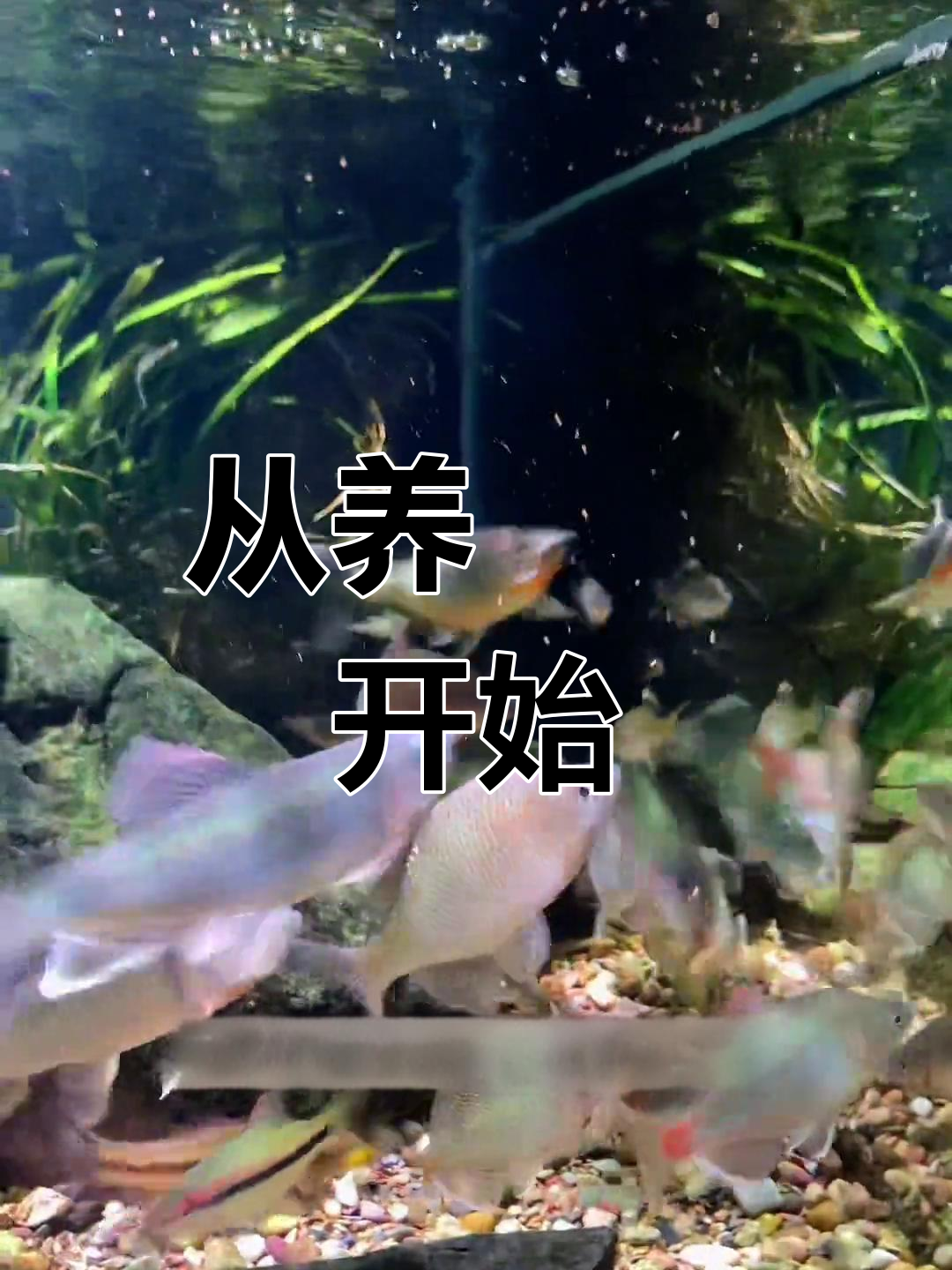 鳑鲏鱼:原生鱼的入门选择