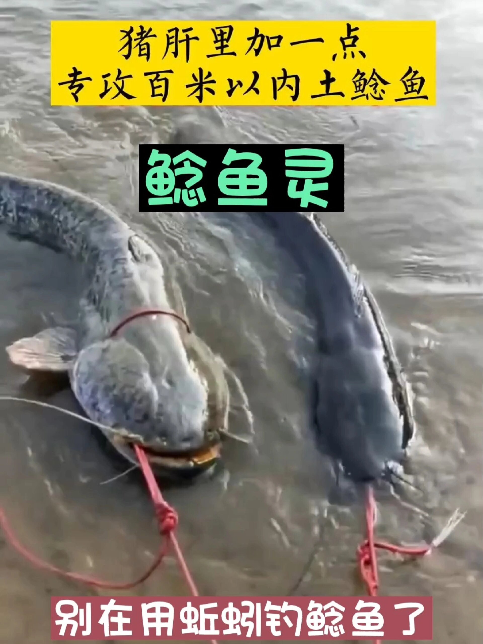 钓鲶鱼技巧