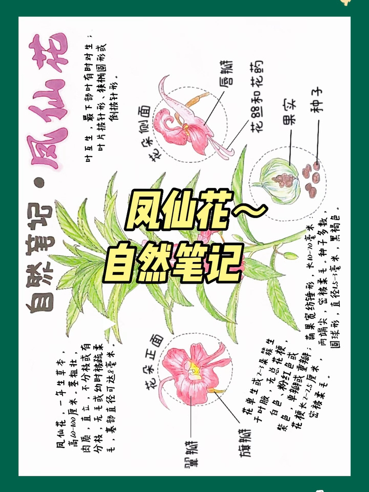 自然笔记～凤仙花