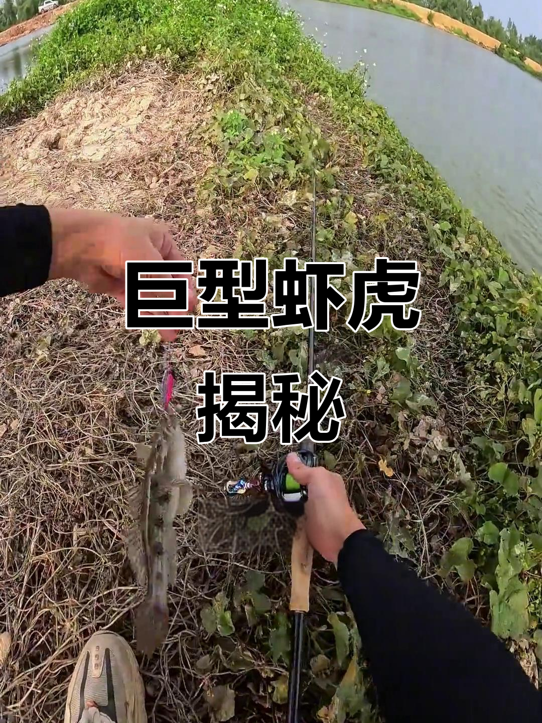 咸淡水虾虎异常巨大,与纯淡水产的品种可能不同