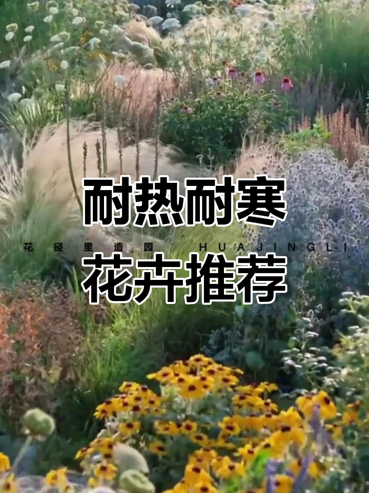 8种耐热耐寒花卉,适合家中有小院的花友种植