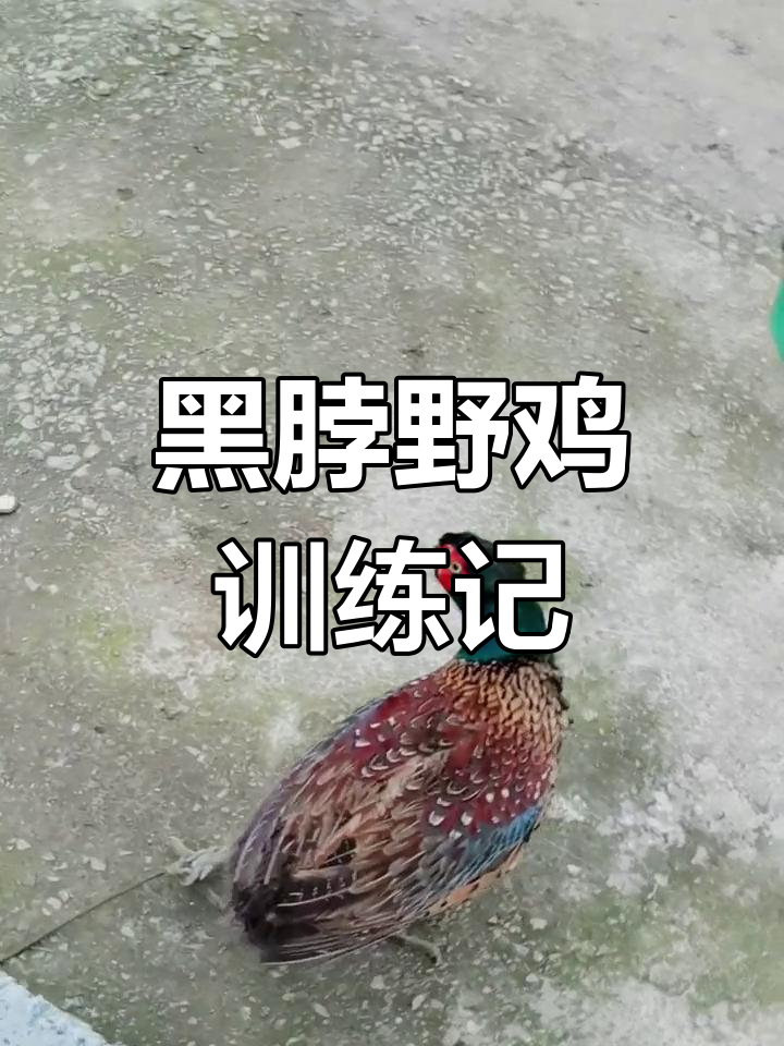 驯黑脖野鸡:从定桩到罩笼,反应超乎想象