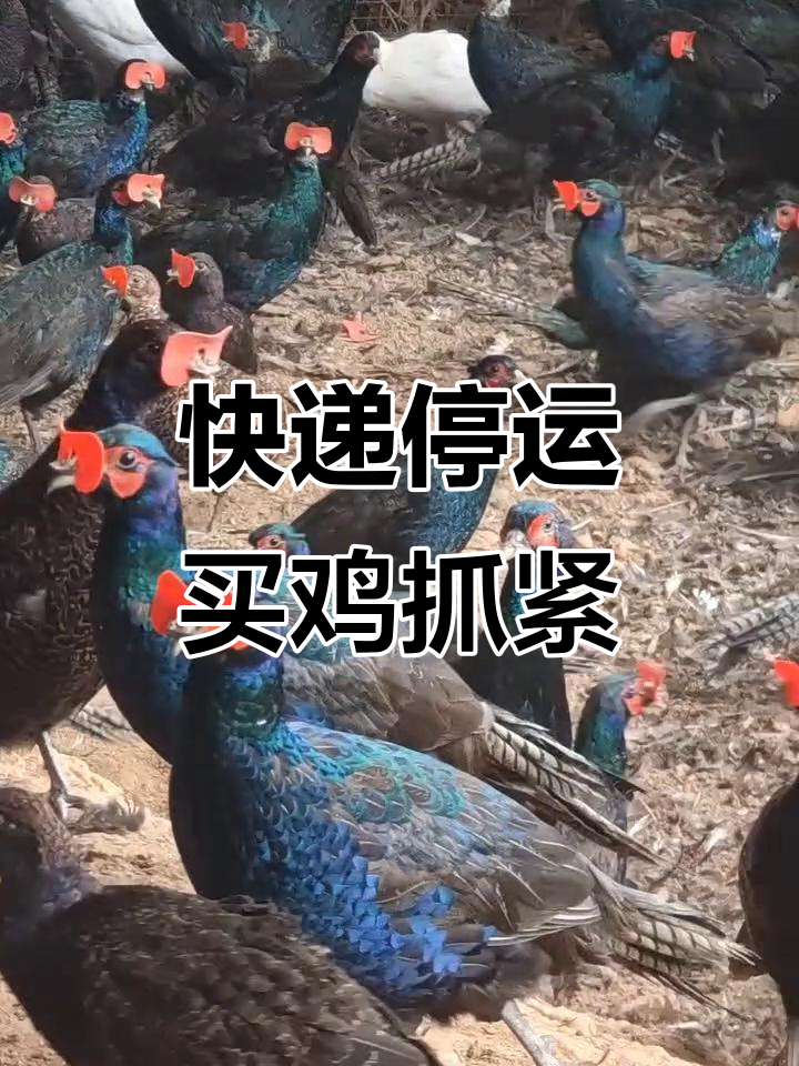 活体快递即将停止,想要鸡的赶紧下单!