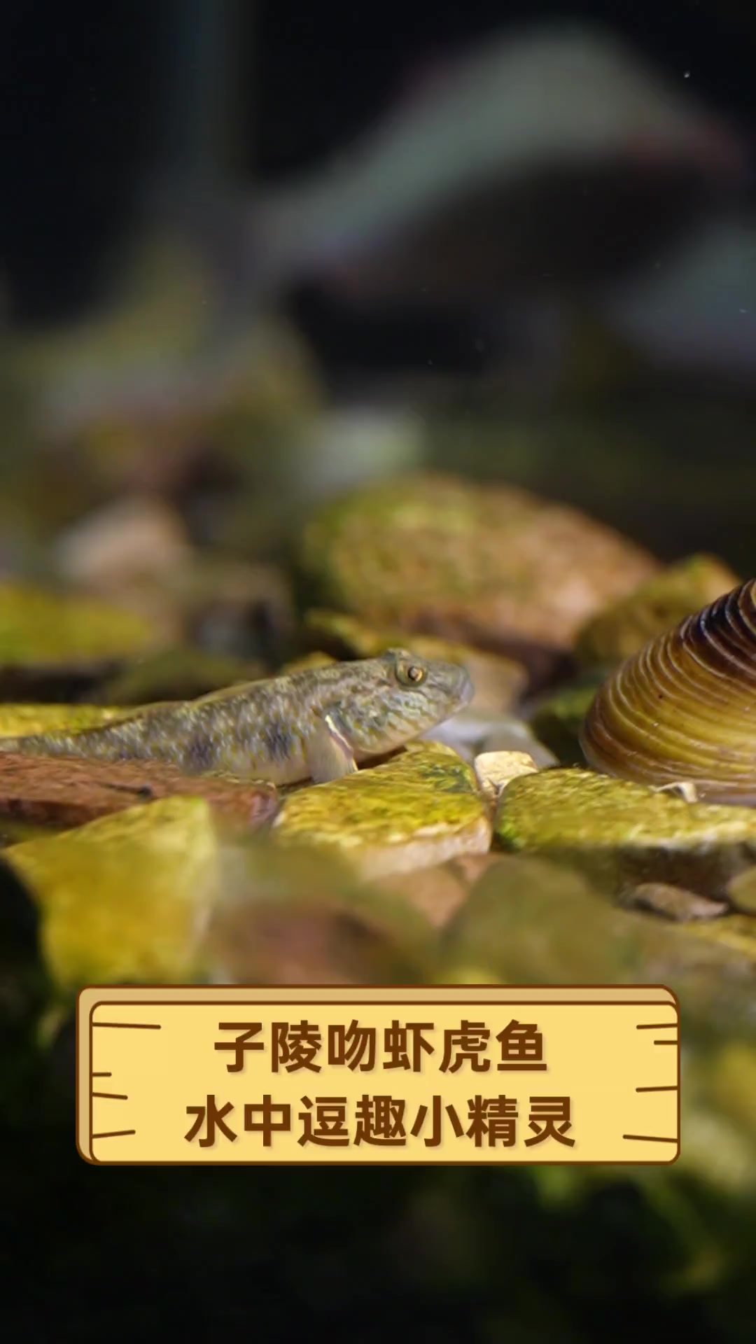 子陵吻虾虎鱼,水中逗趣小精灵