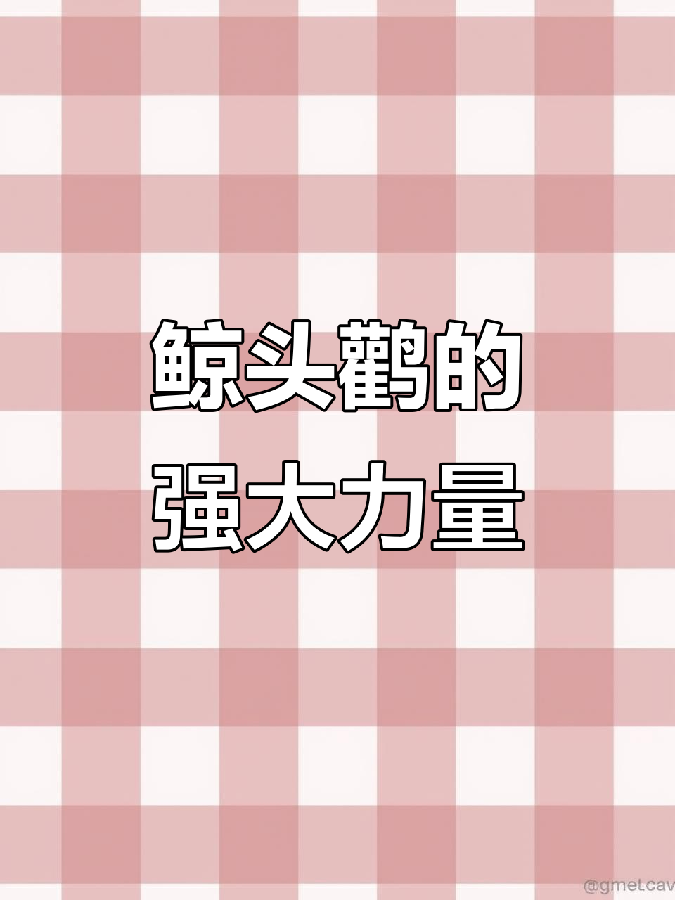 鲸头鹳:能斩杀鳄鱼的“霸王龙”鸟类,速度惊人