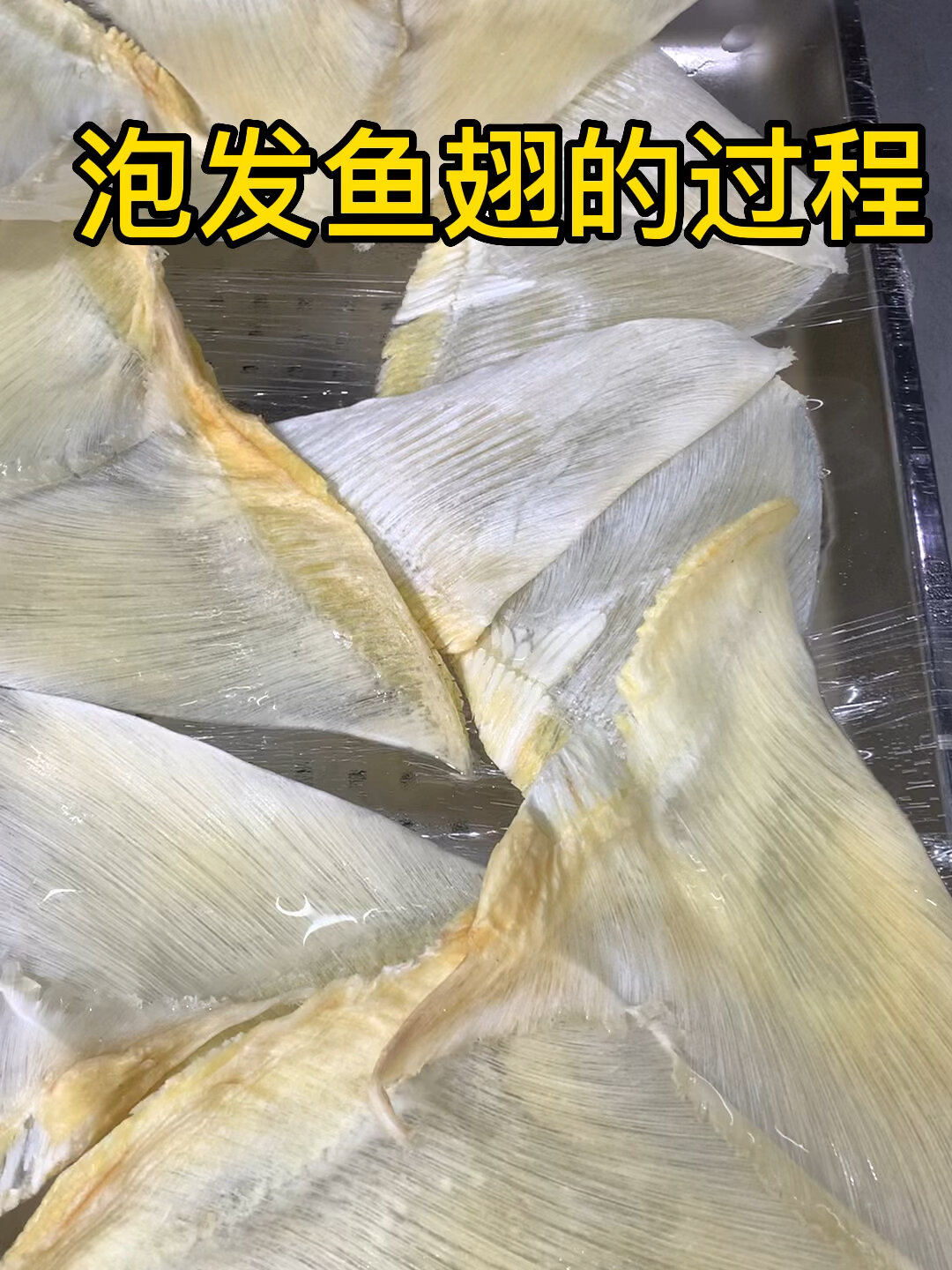 鱼翅泡发的全过程