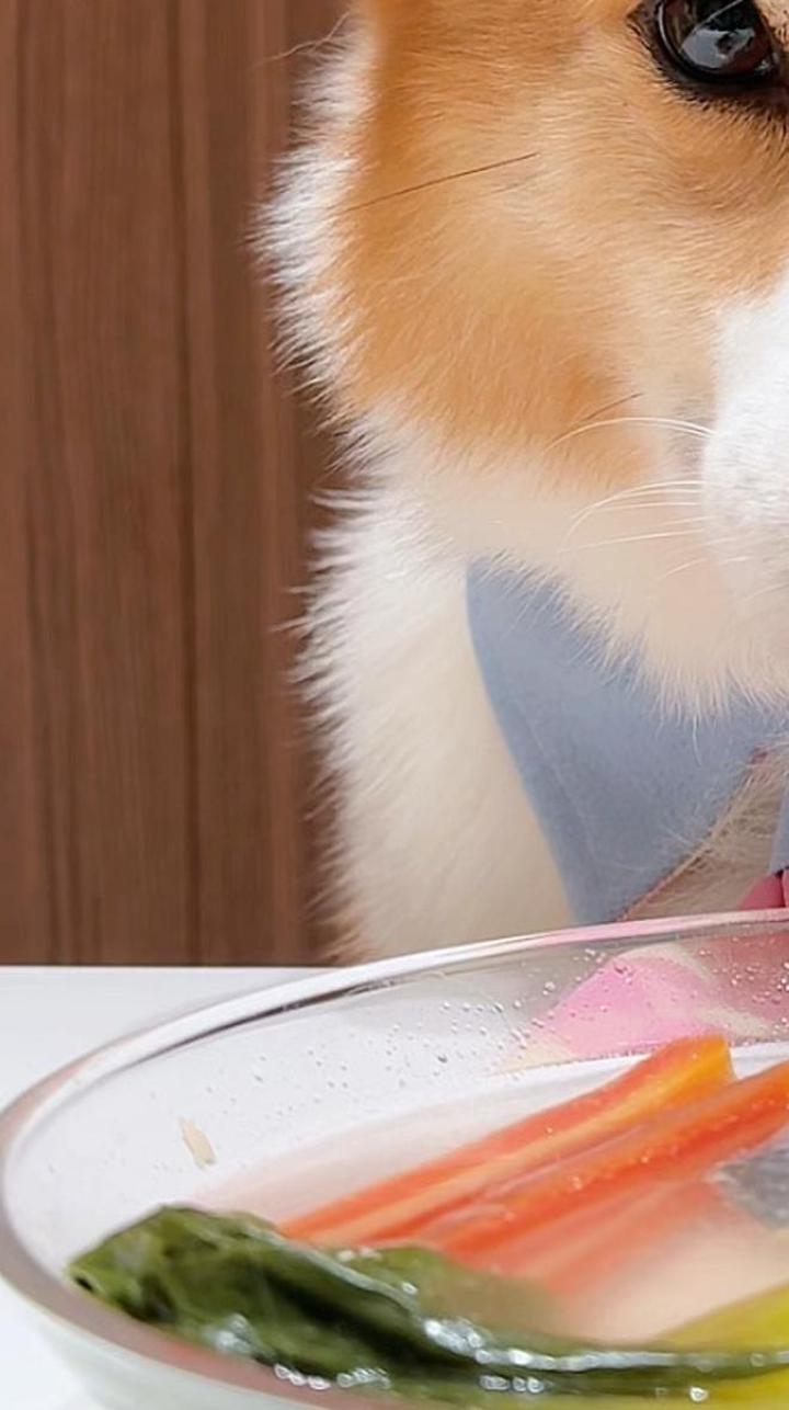 柯基犬喝瓢儿菜青花鱼汤