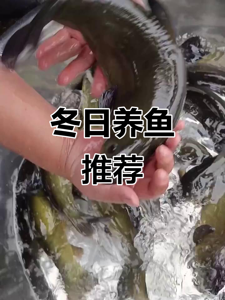 冬季水温低,丁桂鱼成首选,金鲑美味又耐寒