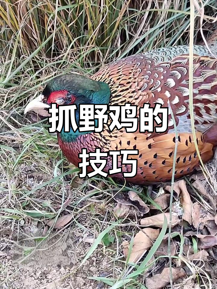 公园偶遇野鸡，公母形影不离，叫声引来其他公鸡争斗