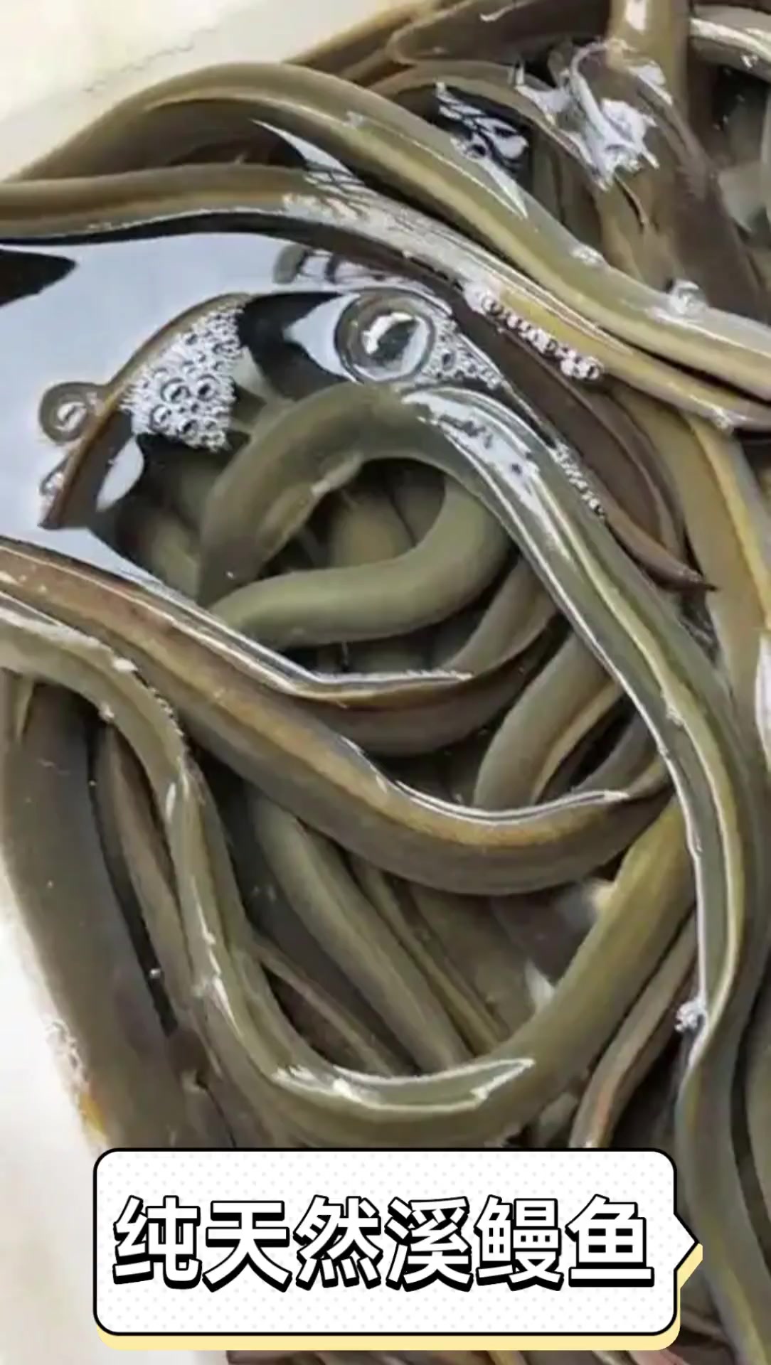 纯天然溪鳗鱼