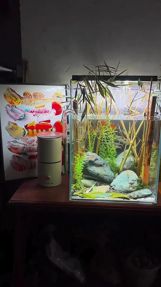提升鱼缸小氛围的单品《原生装饰画》