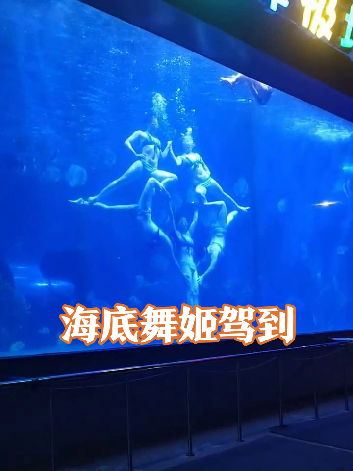水族馆真人美人鱼天团秀绝技,鱼群乱入成最佳群演