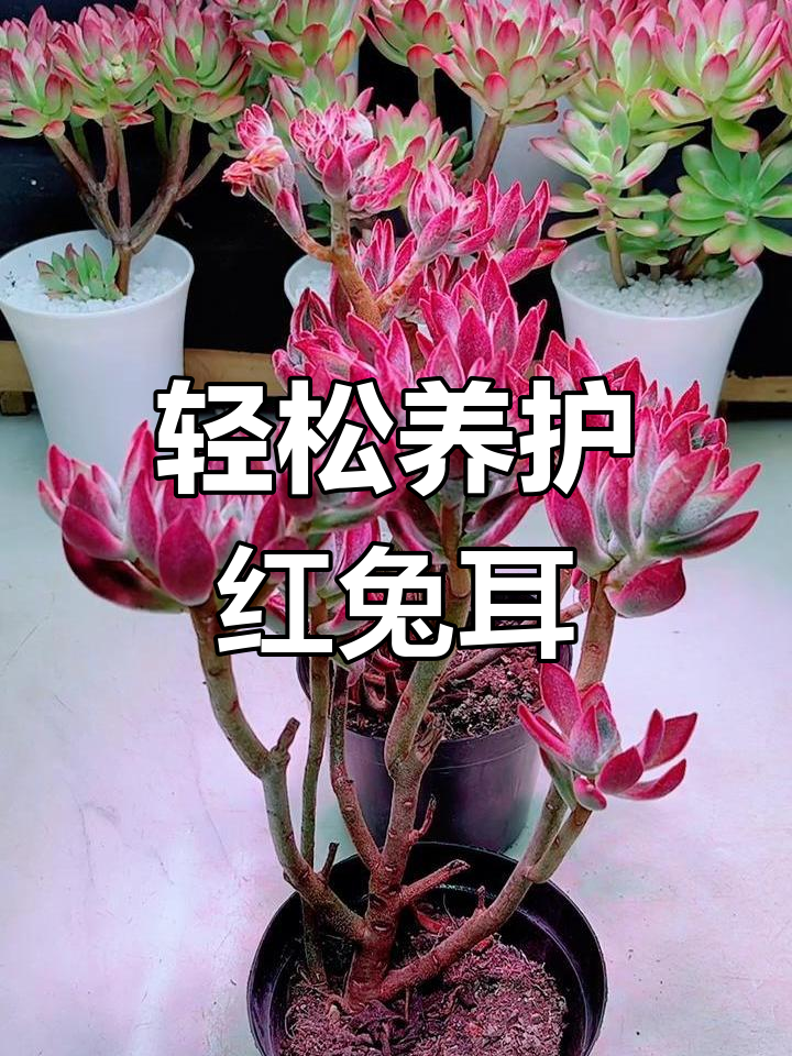 红兔耳多肉,超耐养!新手必选品种