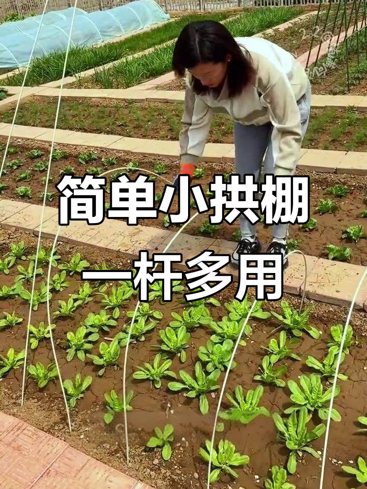 一根杆子搭出多种功能,蔬菜保暖又架豆角黄瓜
