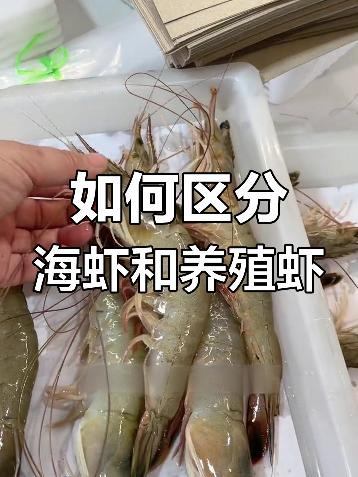 辽宁东港野生大海虾与养殖东方虾的区别,一看就懂