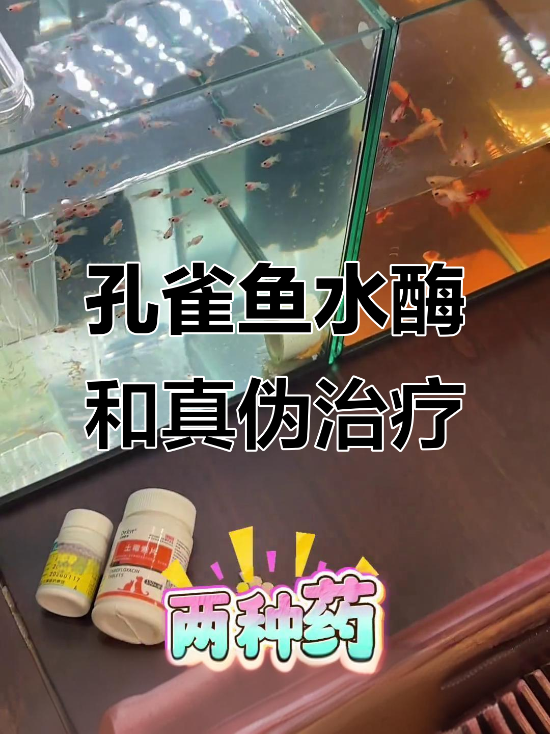 孔雀鱼水霉病与针尾治疗全攻略,简单有效的应对方法