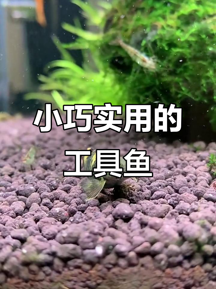 熊猫墨头鱼:小巧能干,吃绿藻、打架萌态十足