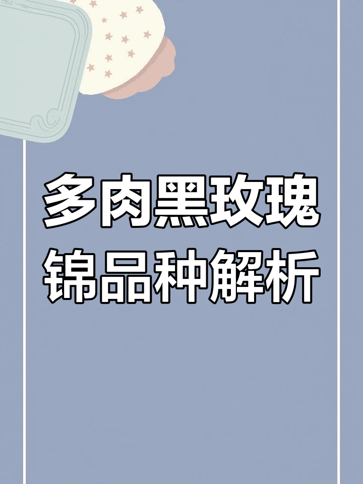 探秘多肉植物黑玫瑰锦与家族成员,深紫色到浅绿全锦一网打尽