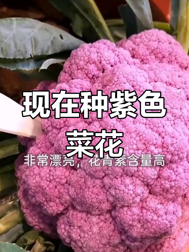 紫色菜花,美丽又营养,现在正是种植的最佳时机