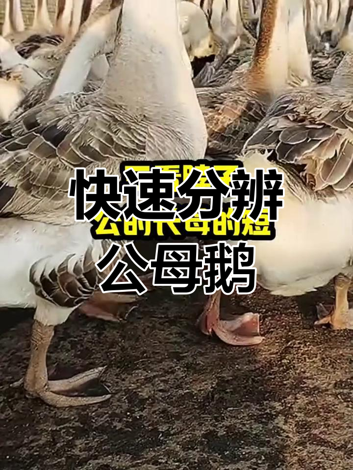 公鹅母鹅一眼识破,看这些关键特征