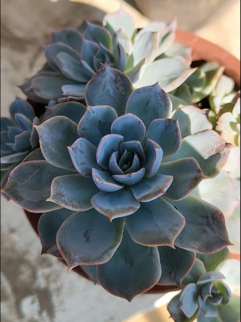 蓝石莲是真的蓝 记录多肉生活 爱生活爱养花 肉肉的世界 多肉植物 多肉养护