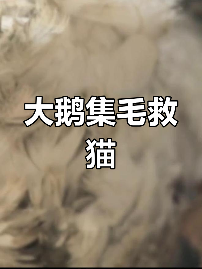猫咪的雪地救赎:大鹅与二哈联手为小柯筹毛