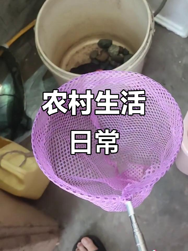 清晨的蝴蝶与小蜻蜓，鱼缸里的皮皮虾和卡通龟