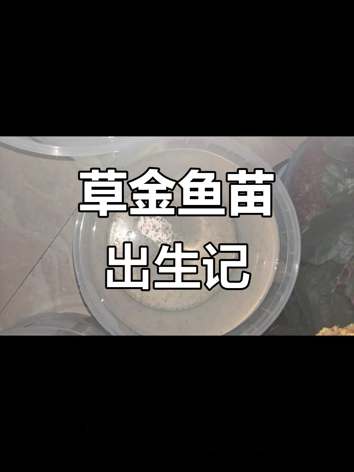 草金鱼孵化全过程,出壳第一天记录