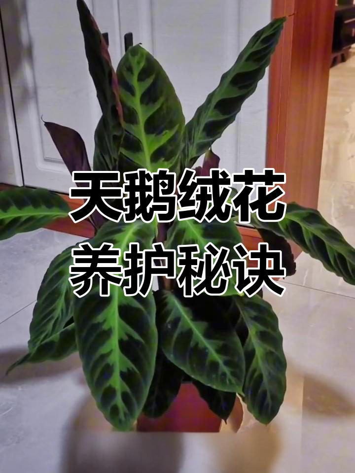 天鹅绒花养护全攻略:水分、光照与施肥要点