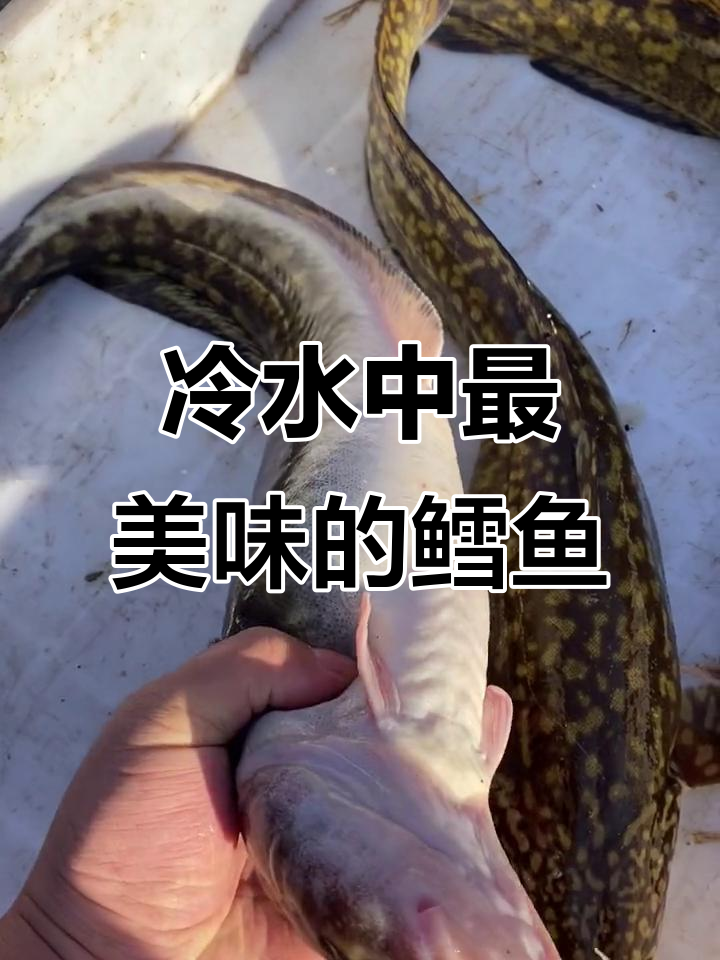 江鳕鱼:冷水中的美味珍品,鲜嫩无刺