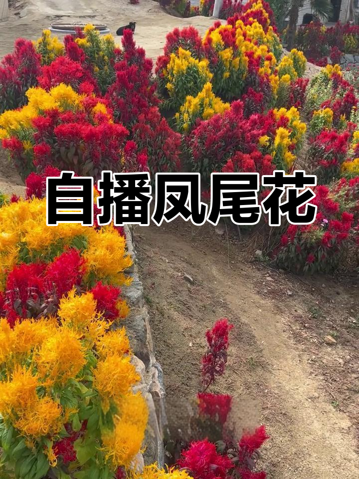 凤尾鸡冠花,南北皆宜,自播种子,春季种到雪落都盛开!