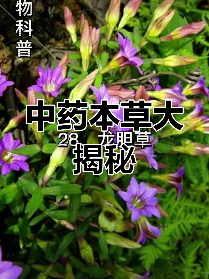 101种常见中草药,带你了解大自然的神奇馈赠