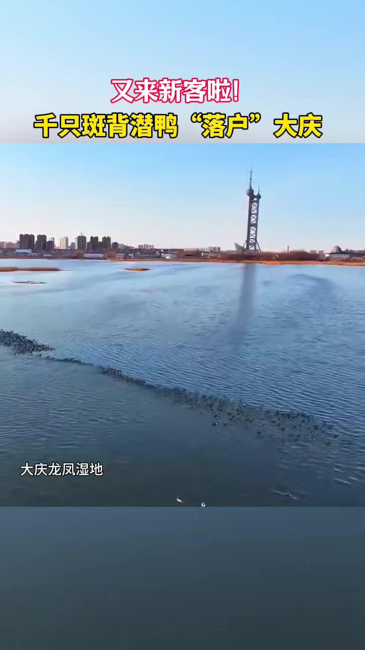 又来新客啦!千只斑背潜鸭“落户”大庆