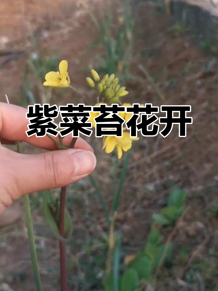 紫菜苔开花,年年自繁