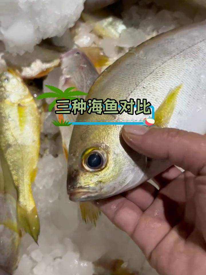 春子鱼与黄花鱼的口感差异,三爪鸡的独特之处