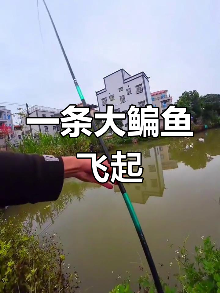 轻松钓鳊鱼,羽毛饵料效果惊人