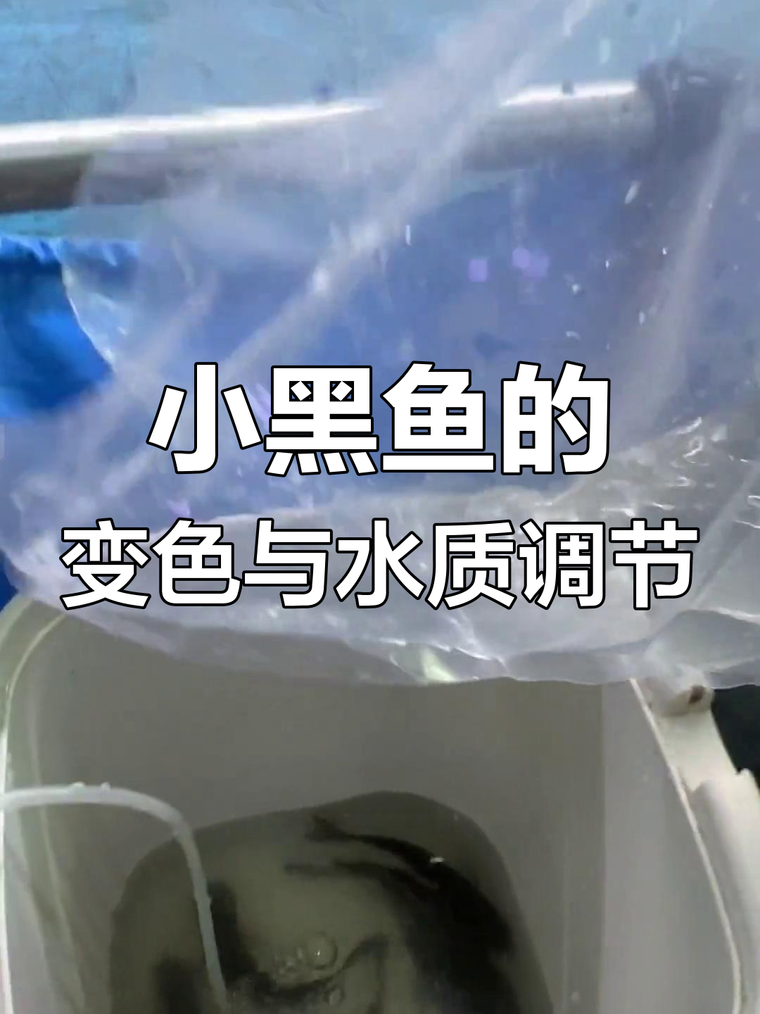非洲小黑鱼换环境变颜色,盐的妙用让水质更健康