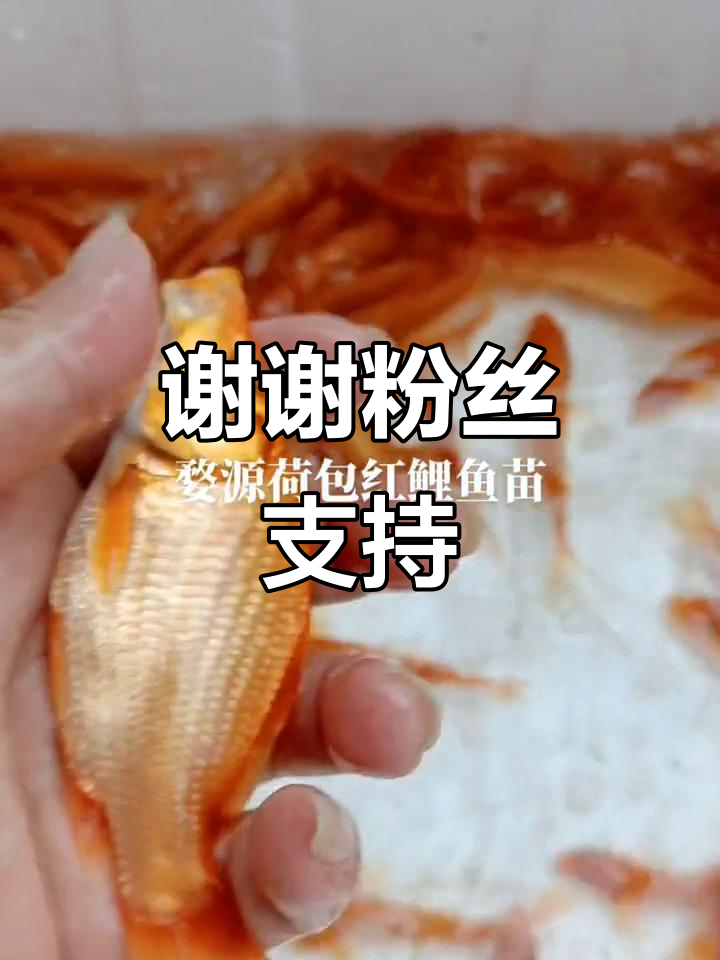 感谢大家陪伴,我会继续努力!
