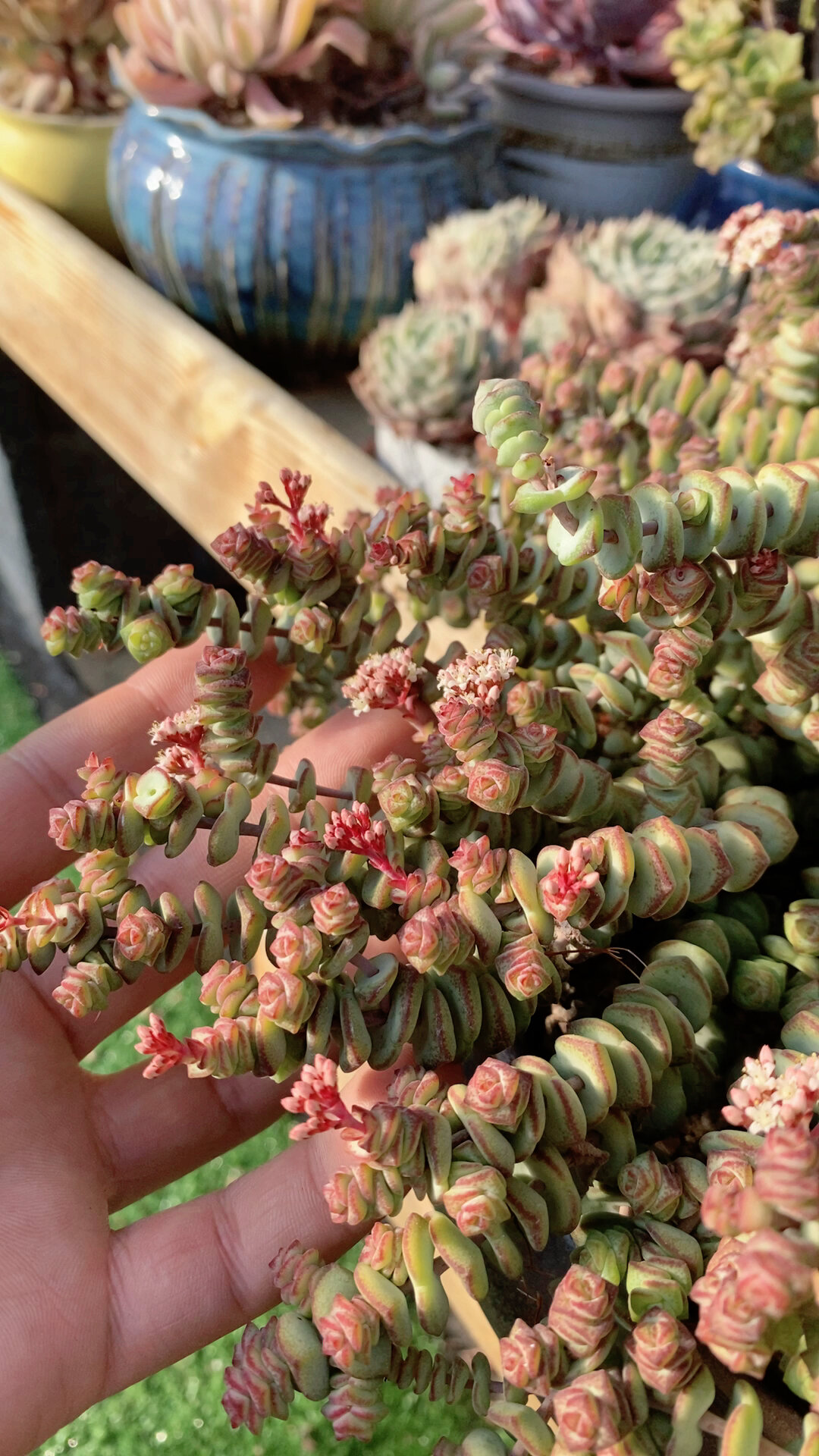 钱串开花了