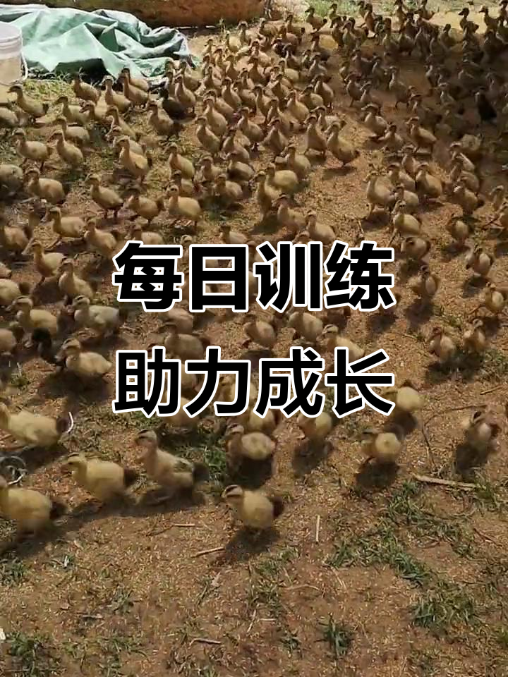 建湖麻鸭苗大训练,每天一训提升成长