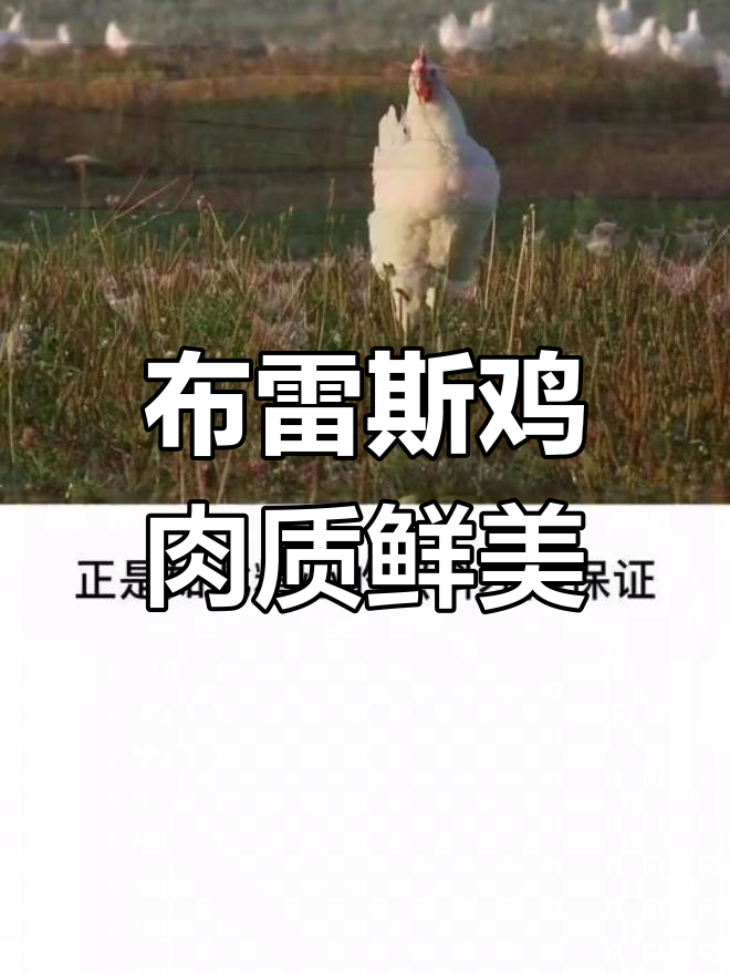 法国布雷斯鸡:世界最昂贵的鸡肉,嫩滑多汁让人无法抗拒