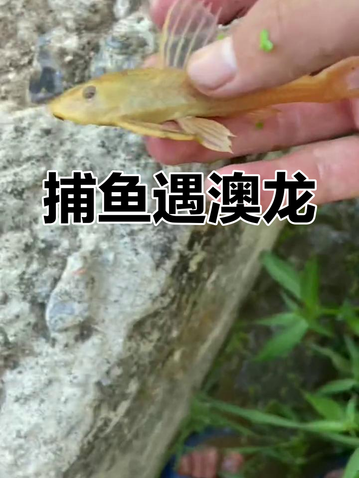 户外抓鱼大作战:抄网捞太阳斗鱼,意外发现澳龙!